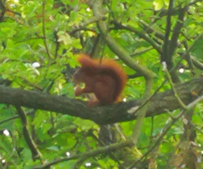 Foto eines Eichhörnchens auf einem Ast