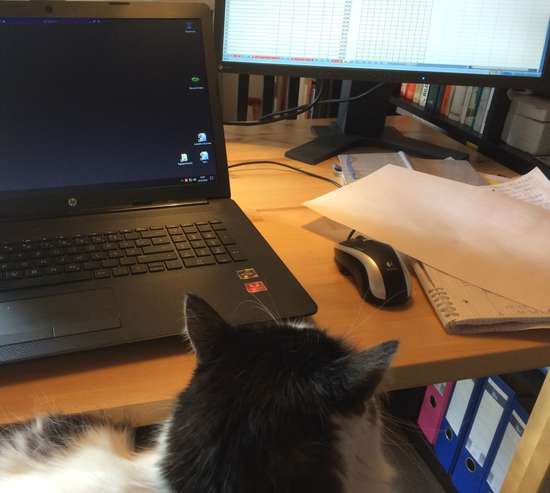 Foto eines Arbeitsplatzes mit Laptop und zweitem Bildschirm sowie einigen Papieren auf und Aktenordnern unter dem Tisch. Davor, offenbar auf dem Schoß der Fotografin ein schwarz-weißer Kater.