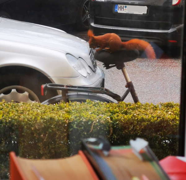 Foto durch ein Fenster von einem Eichhörnchen, dass mit einer Nuss auf einem Fahrradsattel sitzt.